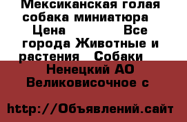 Мексиканская голая собака миниатюра › Цена ­ 53 000 - Все города Животные и растения » Собаки   . Ненецкий АО,Великовисочное с.